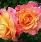 Zara - Medium & Channeling - Astrologie & Horoskope - Psychologische Soforthilfe - Aufgestiegener Meister - Crowley Tarot
