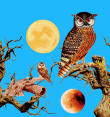 Iconalunis - 