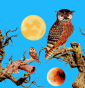 Iconalunis - 